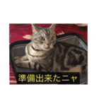 イケ猫「はく」のネコ語スタンプ（個別スタンプ：10）