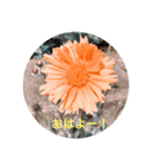 The flower series（個別スタンプ：1）