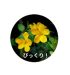 The flower series（個別スタンプ：19）