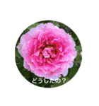 The flower series（個別スタンプ：30）