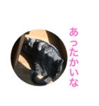 じじ猫ちゃん（個別スタンプ：14）