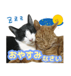 猫実写（個別スタンプ：1）