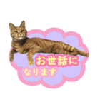 猫実写（個別スタンプ：3）