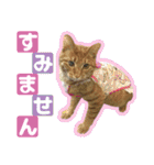 猫実写（個別スタンプ：5）