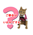 猫実写（個別スタンプ：8）