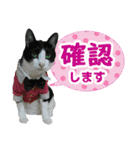 猫実写（個別スタンプ：10）