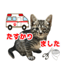 猫実写（個別スタンプ：13）