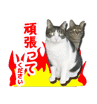 猫実写（個別スタンプ：16）