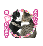 猫実写（個別スタンプ：18）