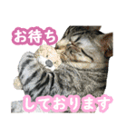 猫実写（個別スタンプ：19）