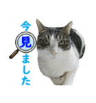 猫実写（個別スタンプ：20）