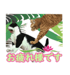 猫実写（個別スタンプ：25）