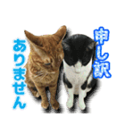 猫実写（個別スタンプ：26）