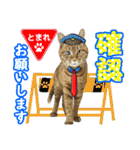 猫実写（個別スタンプ：27）