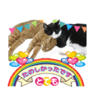 猫実写（個別スタンプ：29）