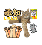 猫実写（個別スタンプ：30）