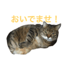 モフ猫はっちゃん（個別スタンプ：6）