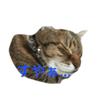 モフ猫はっちゃん（個別スタンプ：9）