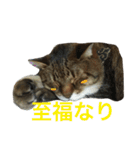 モフ猫はっちゃん（個別スタンプ：11）