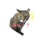 モフ猫はっちゃん（個別スタンプ：14）