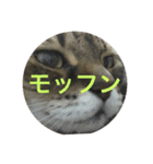 モフ猫はっちゃん（個別スタンプ：15）