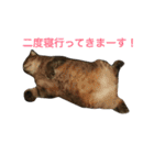モフ猫はっちゃん（個別スタンプ：18）