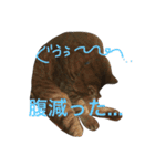 モフ猫はっちゃん（個別スタンプ：19）