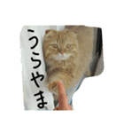 まいすこねこ1（個別スタンプ：4）