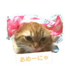 まいすこねこ1（個別スタンプ：10）