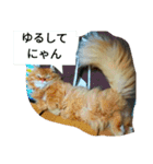 まいすこねこ1（個別スタンプ：11）