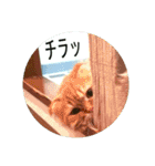 まいすこねこ1（個別スタンプ：13）