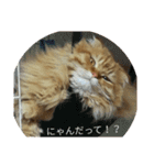 まいすこねこ1（個別スタンプ：17）