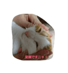 我が家の猫01（個別スタンプ：4）