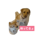 我が家犬（個別スタンプ：1）