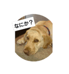 我が家犬（個別スタンプ：4）