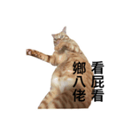 QQ cat meow（個別スタンプ：4）