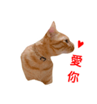 QQ cat meow（個別スタンプ：6）