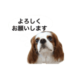 よく使う日常語（個別スタンプ：14）