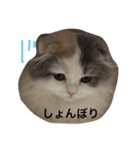 もなかひめぽんず2（ねこ）（個別スタンプ：8）