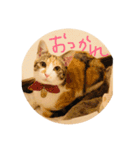 ラッキー ねこ 1（個別スタンプ：1）