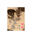 ラッキー ねこ 1（個別スタンプ：8）