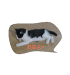 かわいすぎてすいやせん（個別スタンプ：8）