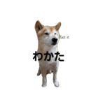 柴犬 小次郎（個別スタンプ：1）