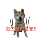 柴犬 小次郎（個別スタンプ：4）