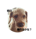 犬！！！（個別スタンプ：3）