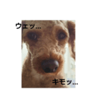 犬！！！（個別スタンプ：5）