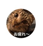 保護猫うりさんと…（個別スタンプ：1）