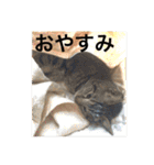 保護猫うりさんと…（個別スタンプ：21）