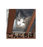 保護猫うりさんと…（個別スタンプ：27）