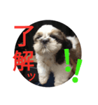 犬組☆（個別スタンプ：3）